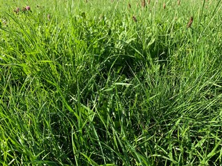 green grass background