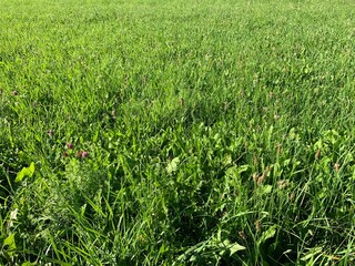 green grass background