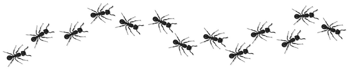 Vector insect ant. A design element for applications and websites. The concept of nature and small bugs.