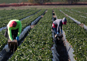 farm, immigration, migrant, agriculture, field workers, strawberries, manual labor, latino, hispanic, latin people, vegetable, harvesting, agrarian, outdoor, occupation, rural, worker, person, land, a