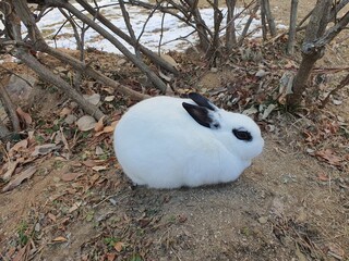 토끼 © 희경 김