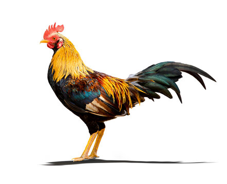 An image isolated or cut out one rooster is a species asia bantam chickens on the white background with clipping path.