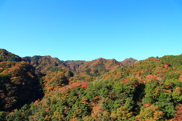 竜神大吊橋から眺める紅葉の風景