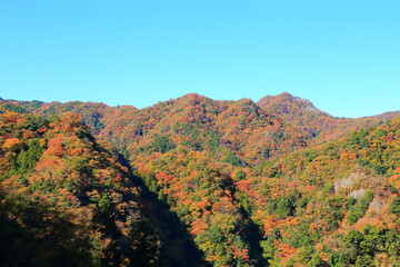 竜神大吊橋から眺める紅葉の風景