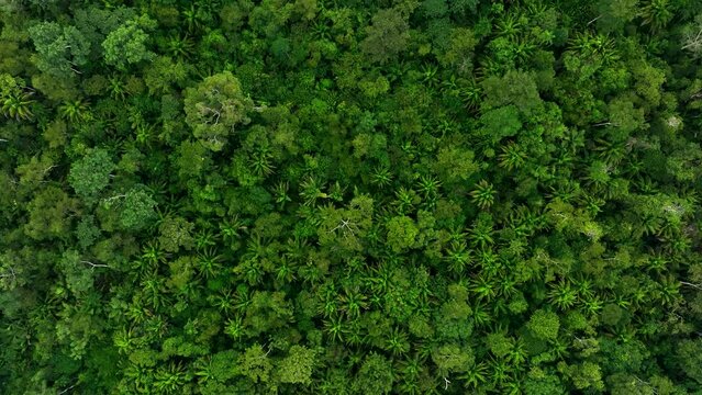 Drone top down shot bird eye view of tropical Amazon rain forest jungle. Dense rainforest canopy landscape viewed from the sky. healthy ecosystem, environment concept. High resolution 4k