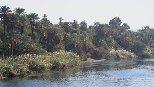 Date Palm Trees and Lucious Green Farms on Nile River in Aswan, Egypt