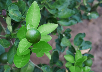 single green unripe lemon on tree in farm