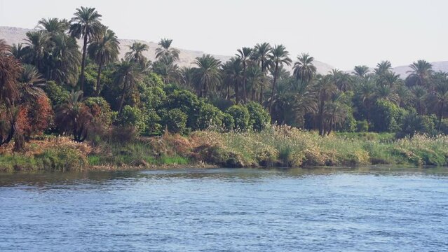 100 Date Palm Trees along Nile River in Upper Egypt