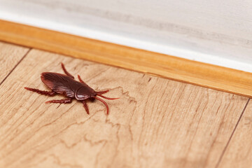 部屋のフローリングの床に偽物のゴキブリの害虫イメージ
