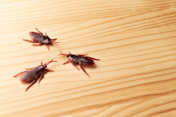 部屋のフローリングの床に偽物のゴキブリの害虫イメージ