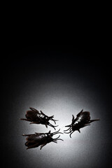 黒背景に偽物のゴキブリの害虫イメージ