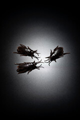 黒背景に偽物のゴキブリの害虫イメージ