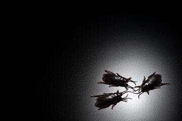 黒背景に偽物のゴキブリの害虫イメージ