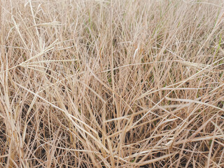 Hay texture.  Harvesting in agriculture. hay background, hay wallpaper, hay background macro