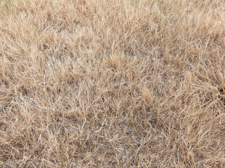 Hay texture.  Harvesting in agriculture. hay background, hay wallpaper, hay background macro