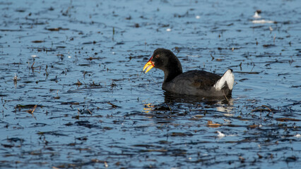 Fulica rufifrons  - tagüita frente roja