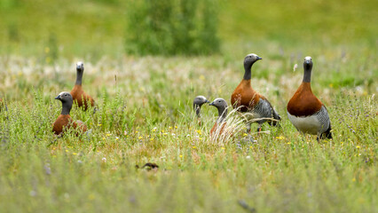 canquen, abutarda (Chloëphaga poliocephala)