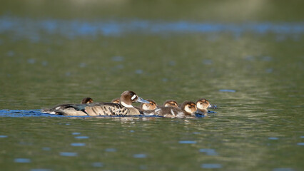 patos de anteojillo (Speculanas specularis) 