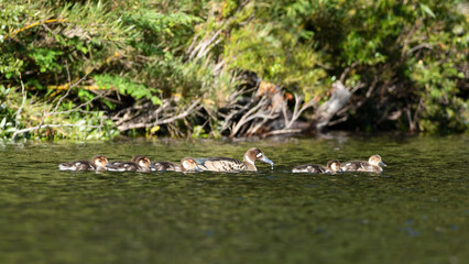 patos de anteojillo (Speculanas specularis) 
