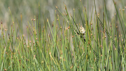 chercan de las vegas -- Cistothorus platensis hornensis