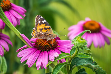 Beautiful butterfly painted lady or Vanessa cardui sitting on purple Echinacea flower in the...