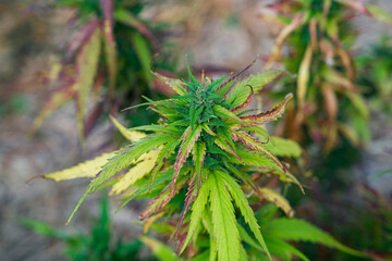 Natural flowering wild marijuana plant