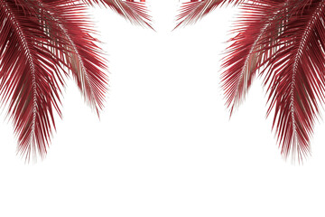 Red Palm tree isolated on white background 
