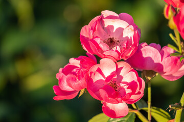 Fototapeta na wymiar Close-up of a pink rose on green background
