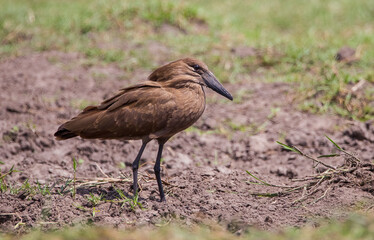 Hamerkop (Scopus umbretta) or hammerhead, hammerhead stork, a bird-driver hunting in stork-like medium-sized water. It is common in South Africa.
