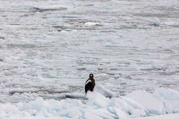 オホーツク流氷観光 © ktktmik