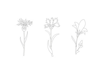 Fototapeta na wymiar outline isolated flowers vector set with cornflower, blue bell