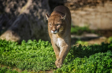Puma (Puma concolor), one of the world's top five wildest cats in the South and North American...