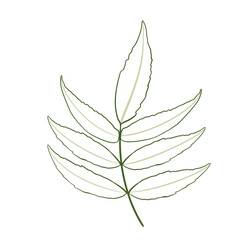 Green Doodle Leaf organic line art. Fern leaves.	
