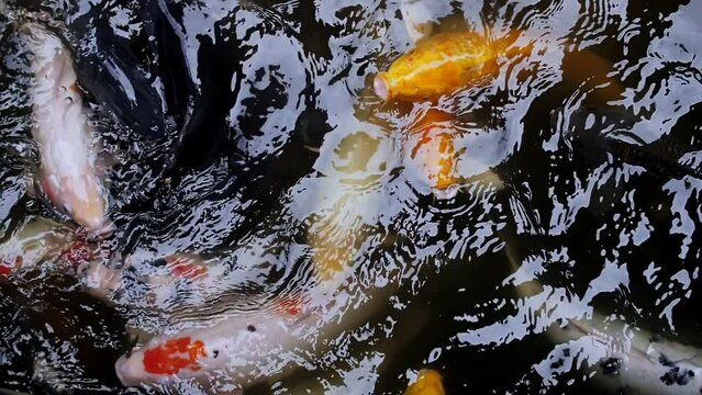 big carp in the water, slow motion video