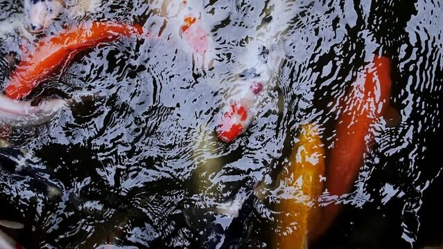 big carp in the water, slow motion video