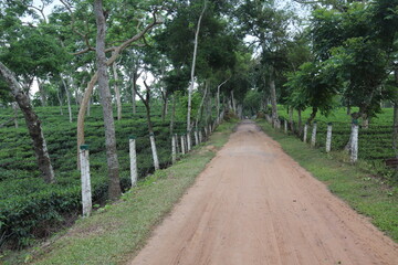  A pretty view of village street in Bangladesh