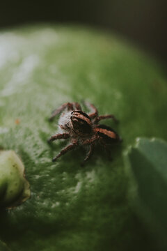 Ara&ntilde;a tierna