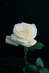 一本の白いバラ