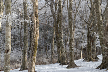 樹氷の森