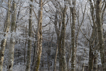 樹氷の森