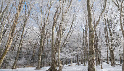 樹氷の森