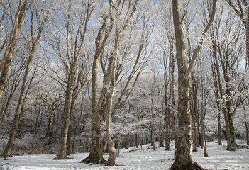 樹氷の森