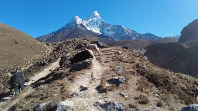 Ama Dablam, Nepal: Point of view of an hiker walking toward the Ama Dablam base camp through a yak herd above Pangboche on a sunny winter day in the Himalayas in Nepal.