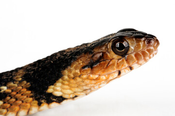 Banded water snake // Gebänderte Wassernatter (Nerodia fasciata)
