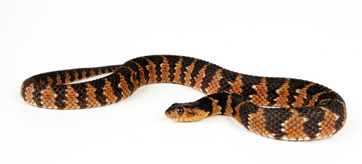 Gebänderte Wassernatter  // Banded water snake (Nerodia fasciata)
