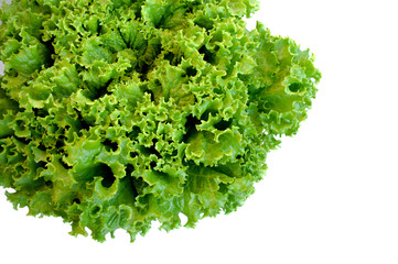 Organic Lactuca sativa isolated on white background.Fresh Lactuca sativa.