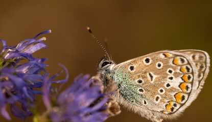 Butterfly Golubyanka Icarus sitting on a blue flower.