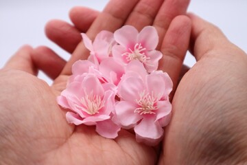 Obraz na płótnie Canvas 桜の花を持つ手
