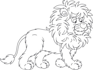 Obraz premium Funny shaggy african lion walking on a wild savannah and looking for prey, black and white outline vector illustration for a coloring book