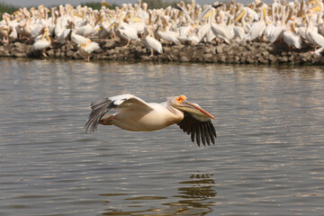 Pelicans. Djoudj National Bird Sanctuary. Pelican fly over ocean in Djoudj national park, reserve Senegal, Africa. African landscape, scenery. Senegalese nature. Bird, pelican in Senegal. Pelican bird